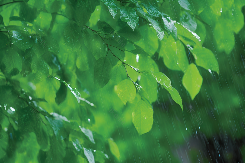 实拍下雨大自然树林里的绿色主题背景,高清,摄影图,摄影图片,图片大全,摄影图免费下载
